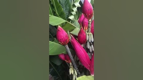 #shorts hoa chuối rừng lai châu