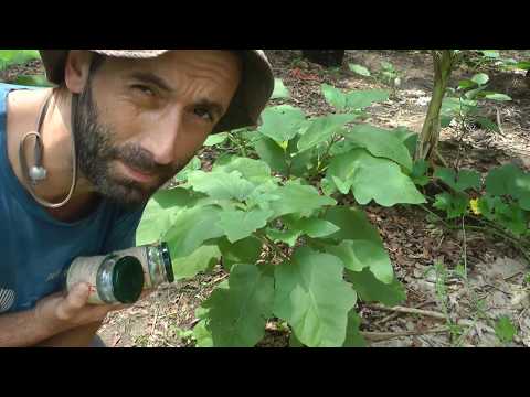 Plant Breeding - Crop Improvement & Breeding a NEW Eggplant/ Aubergine Variety!