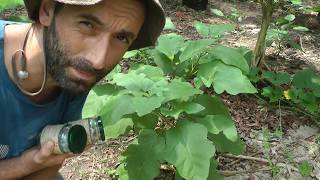 Plant Breeding - Crop Improvement & Breeding a NEW Eggplant/ Aubergine Variety!