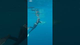 Tiger Shark In Murky Water Swims By😳 #shark #sharks #tigershark #murkywater
