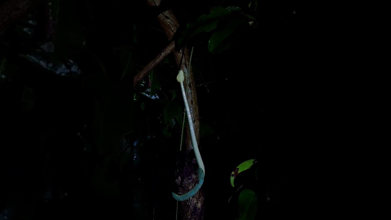 Venomous Bamboo Pit Viper Scales Tree! 🐍🌳 