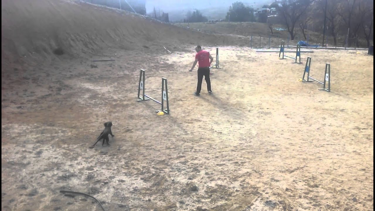Mokka working cocker speed training Agility camera iphone 8 plus apk