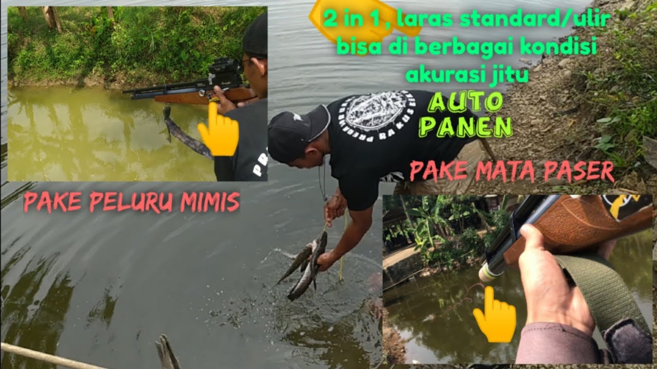 🌀#paser,Nembak ikan pake laras standard/ulir, pake mimis bisa pake mata paser bisa😱