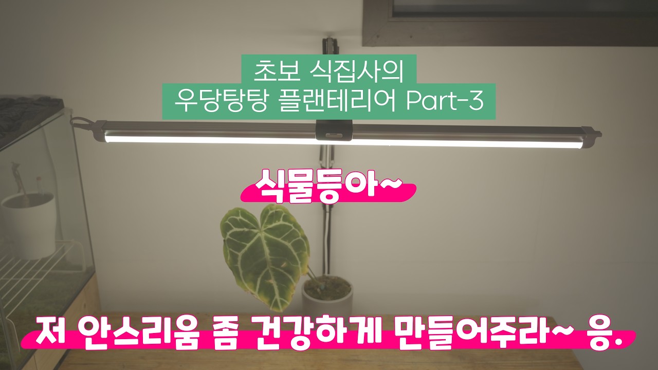 초보 식집사의 사무실 플랜테리어 준비-식물등 설치, 헨드폰 거치대 활용, 식물 배치