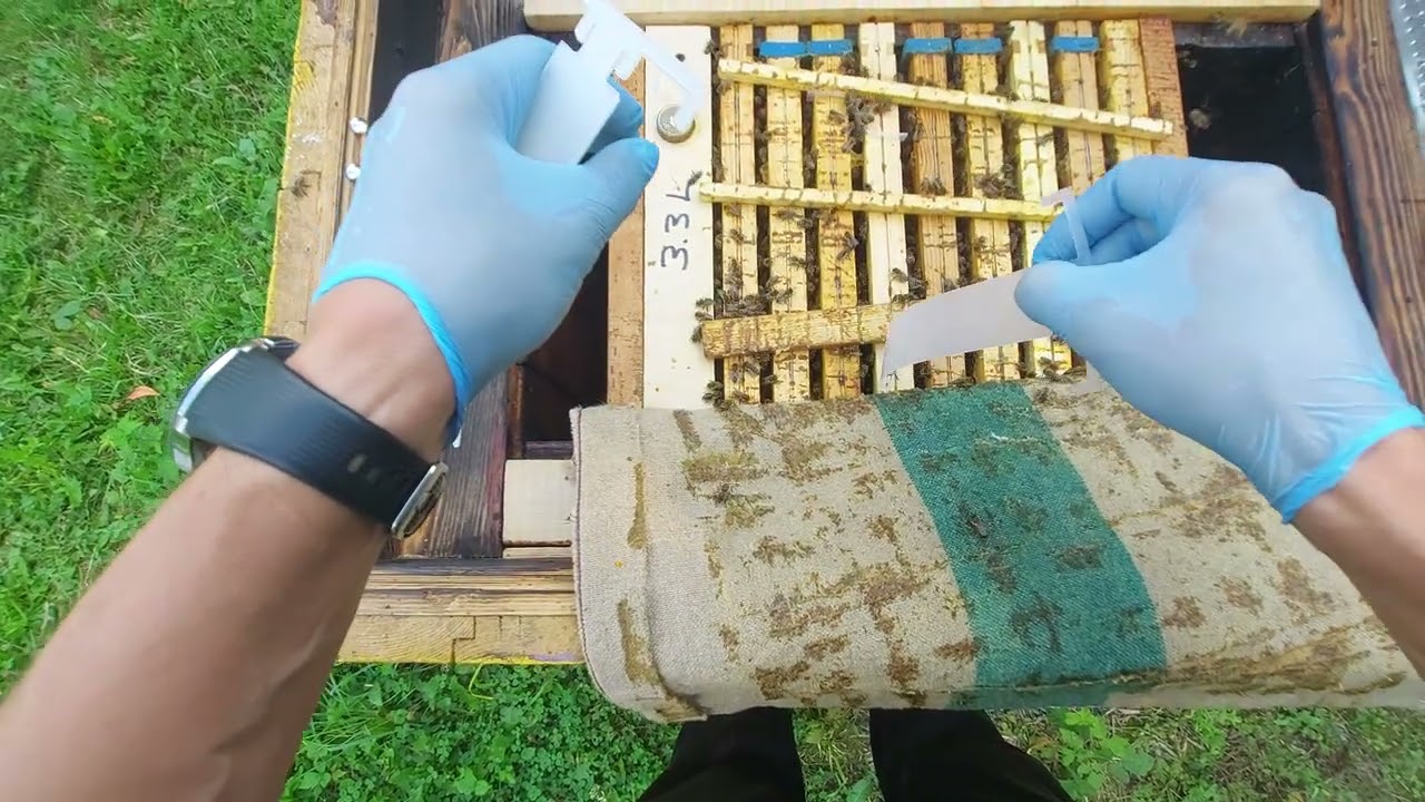 Leczymy Pasiekę Bayvarol na Varroa Paski do zawieszania w Ulu Produkt Weterynaryjny Pszczoła Miodna