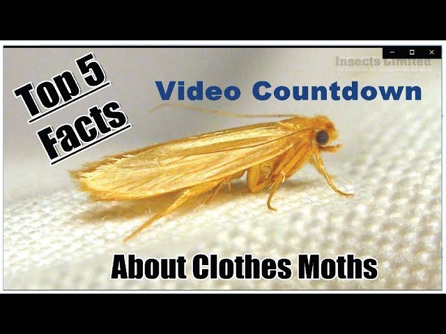 Clothes Moths Facts, Figures & Statistics