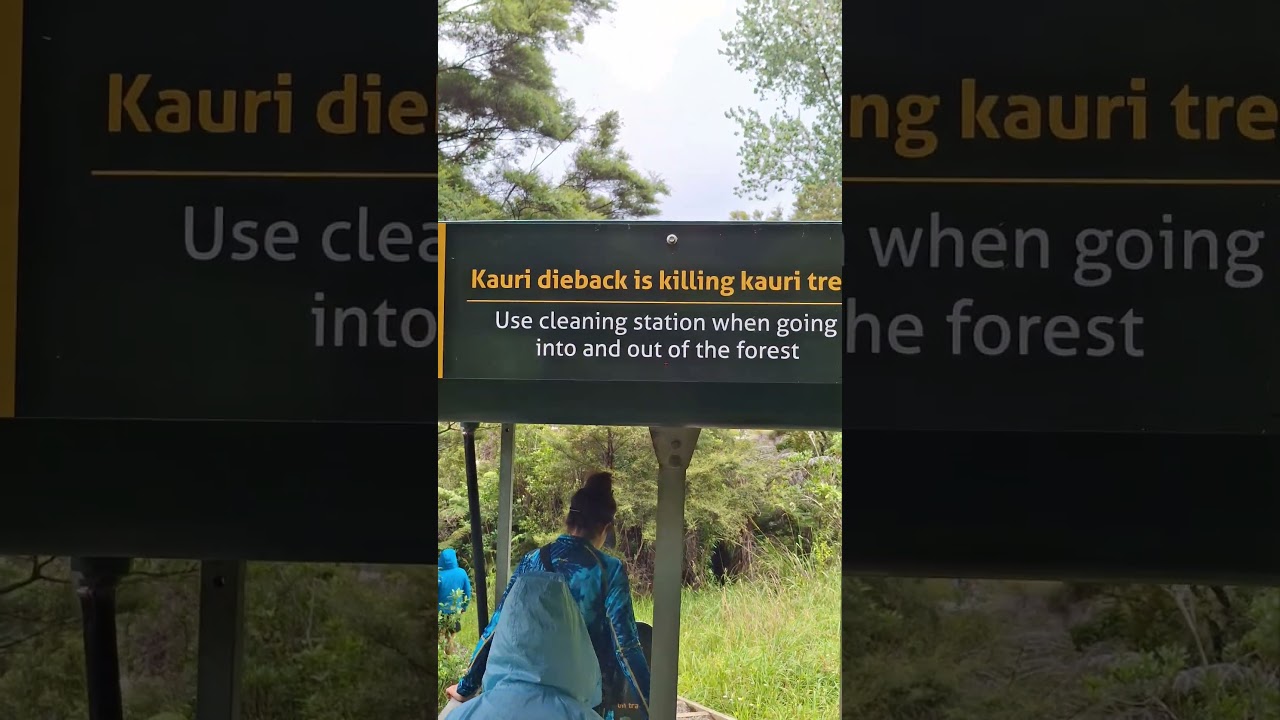 Kauri trees are dying from soil on our shoes.Clean before & after every walk 🌱