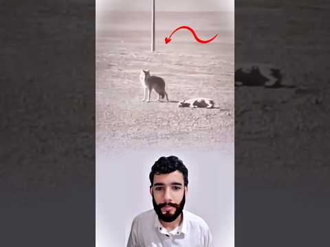 أنياب الذئب تحكم قبضتها والفريسة بين فك يه لا حول لها ولا قوة 