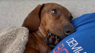 Mini dachshund loves to be swaddled & snuggled