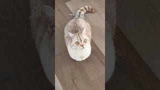 11-inch bowl is a lifesaver—no more fights! #OneIsAll #dualcatfeeder #blackfriday #cats