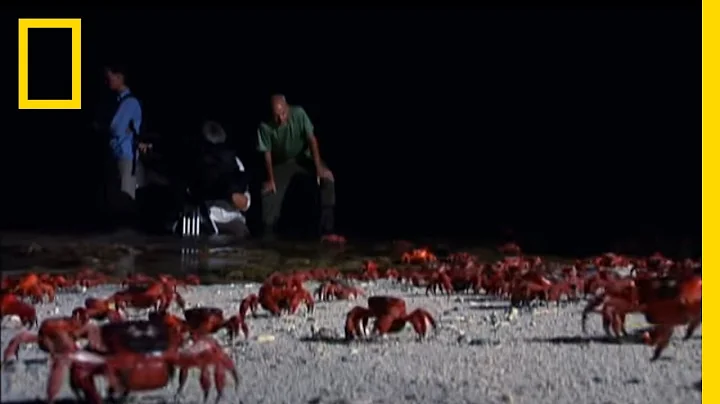 Crabs by Moonlight | National Geographic - DayDayNews