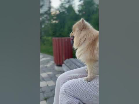 На прогулке #spitz #пиона #шпиц #dog #pomeranian - YouTube