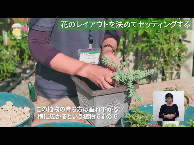 How to: Takarazuka Home Gardening – How to Arrange Succulents