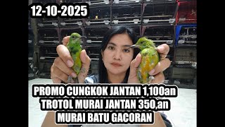 PROMO CUNGKOK DAN MURAI BATU TERNAKAN 12-10-2025