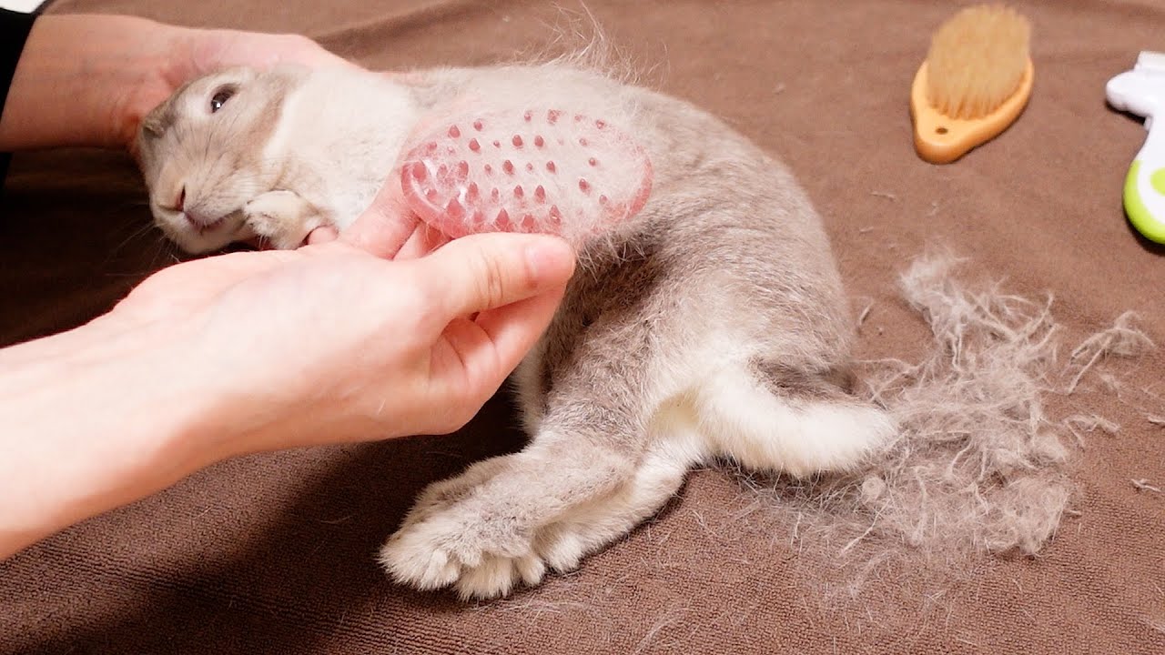 なぜか3カ月も換毛期が遅れているうさぎさんを説得して入念に 