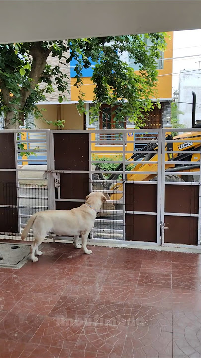 Simba is wondering at JCB 😂🥰 #doglove #labradorlovers #jcb