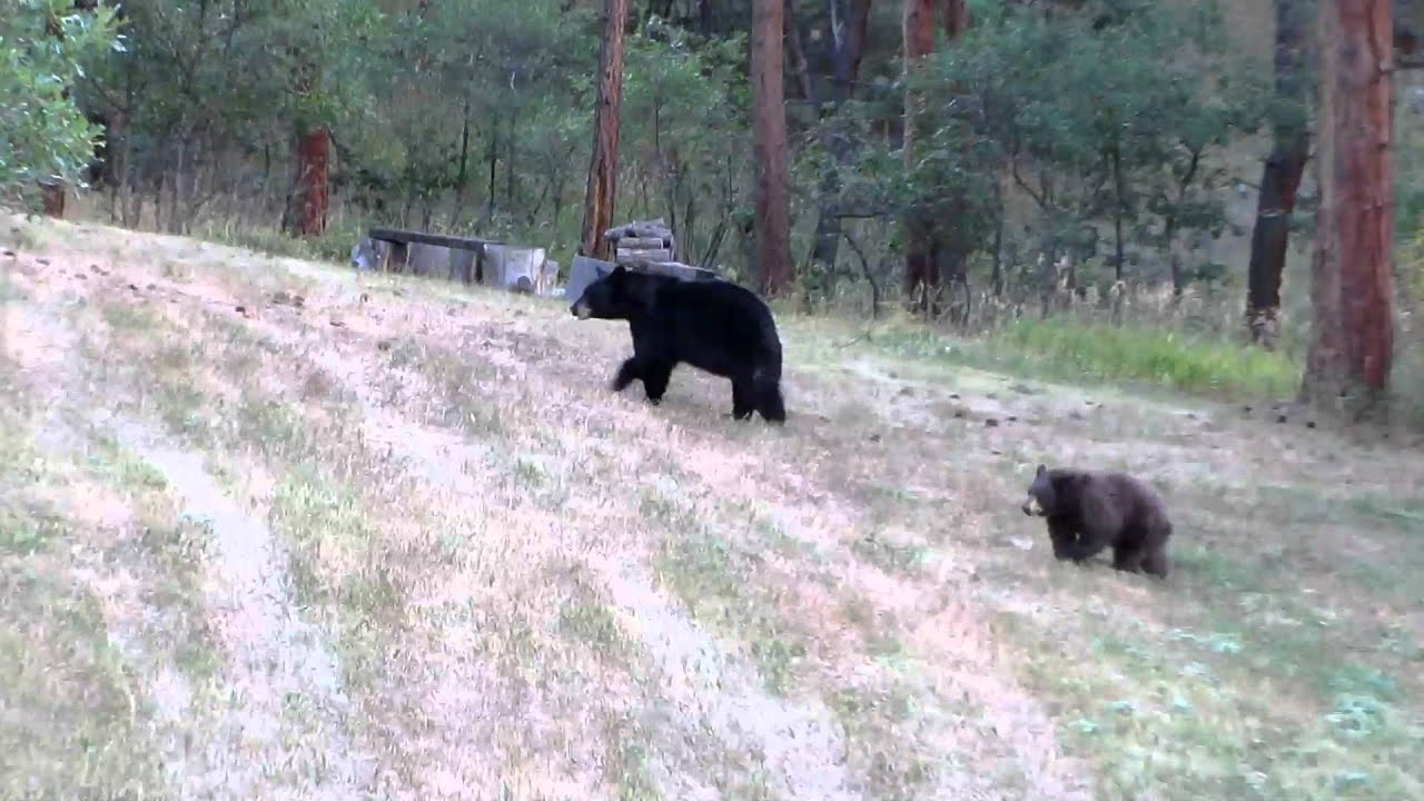 Black Bears ~ Mama and 2 cubs behind the house. - YouTube