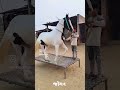 Horse dance training