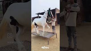Horse dance training