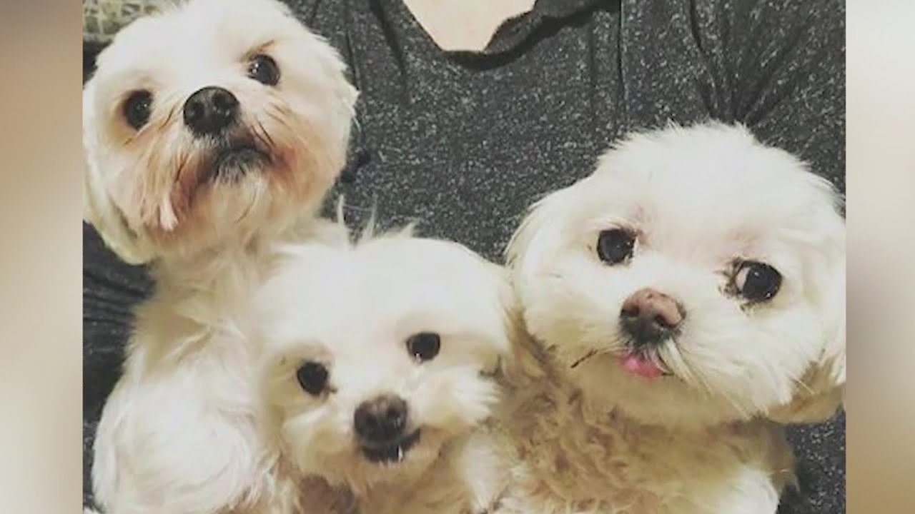Rescued Maltese trio needs loving new home - YouTube