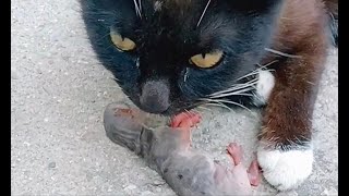 Cat Found Dead Baby Cat and wants to Adopt Her by Next Cat 206 views 2 years ago 2 minutes, 11 seconds