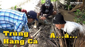 Ra Đồng Bắt Cá, Phát Hiện Cái Hang Thanh Niên Bắt Cá Móc Ra Toàn Thứ Dữ Cười Xỉu/NGÃ NĂM TV