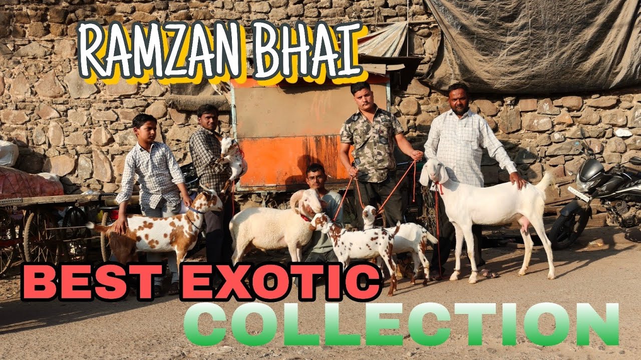 RAMZAN BHAI LE KAR AYE BEST EXOTIC COLLECTION 