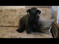 Kerry Blue Terrier: familiarity with a light aircraft /Керри блю терьер: знакомство с малой авиацией