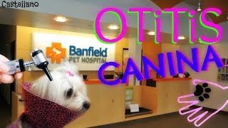 Otitis en Perros, como limpiar y aplicar gotas a los Oidos, Coton de Tulear I Lorentix