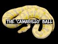 The Rare 'Camarillo' Ball Python!
