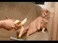 Funny Cats Spooked by Bananas Compilation