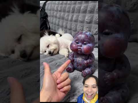 Giả bộ bắn chó mèo và nho