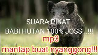 SUARA PIKAT BABI HUTAN 100% MP3 BUAT NYANGGONG#berburu