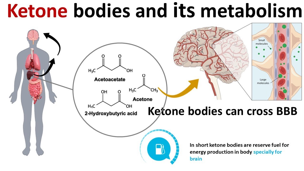 Ketone Bodies And Its Metabolism YouTube