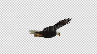 Eagle Flying | Motion Graphics - Videohive template