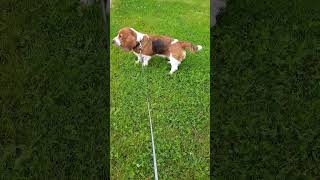 Blossom and the unseen cat! by Blossom the Basset Hound 90 views 1 month ago 1 minute, 44 seconds