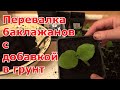 Добавка в грунт, которая поможет увеличить урожайность. Пересадка (перевалка) рассады баклажанов.