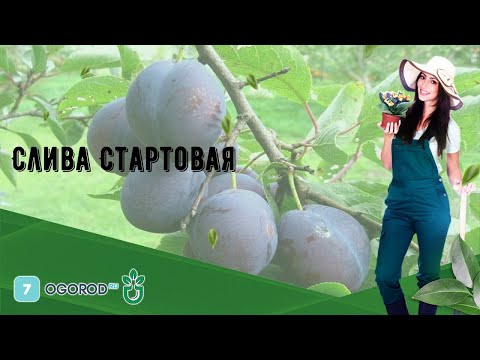 Слива Стартовая