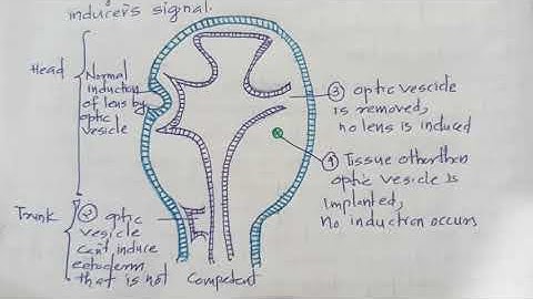 Developmental biology/Induction and competence #..Basic concepts