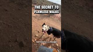 The Secret to Flawless Walks ✨ #dogtraining #leashwalking #pulling #puppytraining #dogtraining101