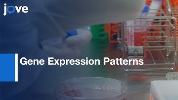 Gene Expression Patterns Analysis in Cell-to-cell Interactions | Protocol Preview