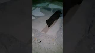 Playful Kitten Playing with a Cricket 🐱🦗😂 Cute & Funny #Shorts | TraveLover247