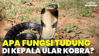 Apa Fungsi dari Tudung di Kepala Ular Kobra?