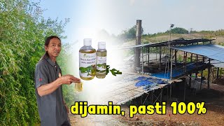Kupas tuntas proses penyulingan Minyak Kayu Putih di Toroh Gundih, Jawa Tengah. Merk PS Grobogan
