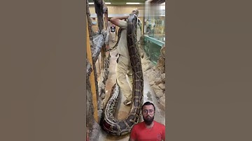 Burmese python 🐍 The giant snake #shorts #snake #reptiles #animals