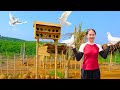 Building a pigeon coop raising pigeons  harvesting golden dragon fruit goes to market sell
