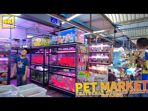 BANGKOK PET MARKET / Chatuhcak weekend market