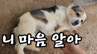 시골강아지들에게 겁내지 않아도 된다고 얘기해 줌ㅠㅠ