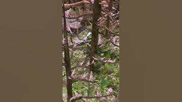 Day 2 of Joining MY Fan Code Until I See At Least 1 Person!