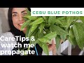 My Cebu Blue Pothos care tips and watch me propagate